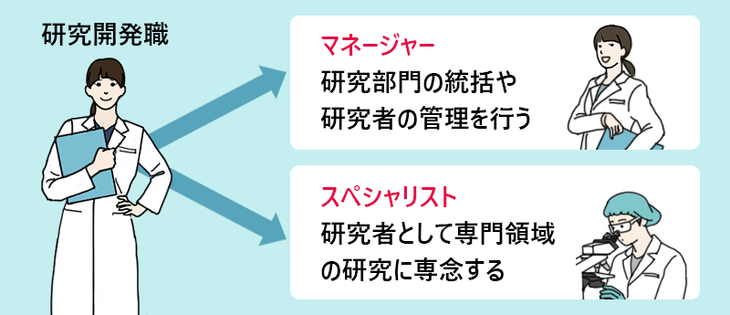 研究開発職のキャリアパス ●マネージャー:研究部門の統括や研究者の管理を行う ●スペシャリスト:研究者として専門領域の研究に専念する