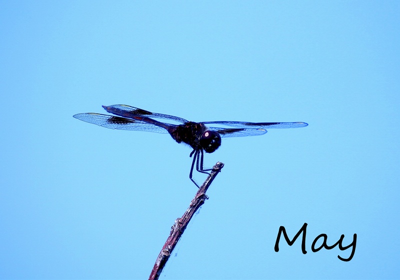 May